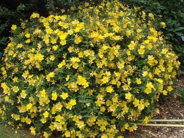 Hypericum 'Hidcote' P2B P2C